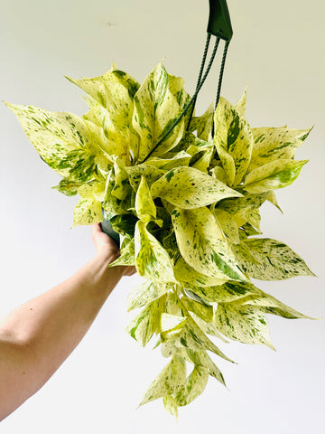 Snow Queen Pothos - Epipremnum Aureum 'Snow Queen' - 6” Hanging Basket