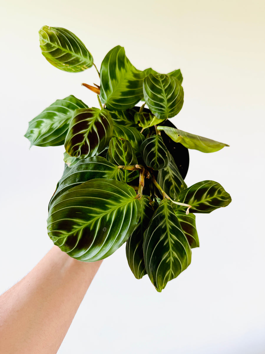 Black Maranta - Maranta Leuconeura ‘Massangeana’ - 5” Pot