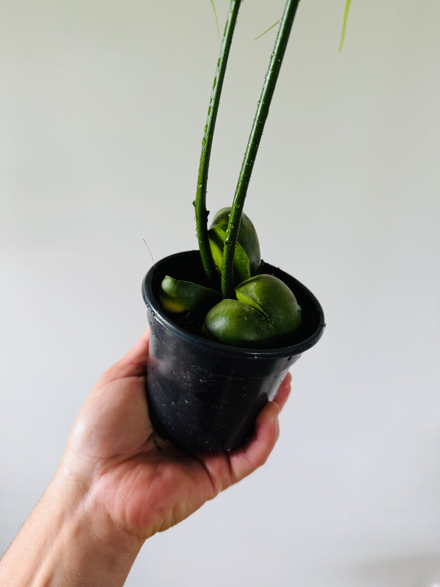 South African Pea Tree - Lucky Bean Plant - 4