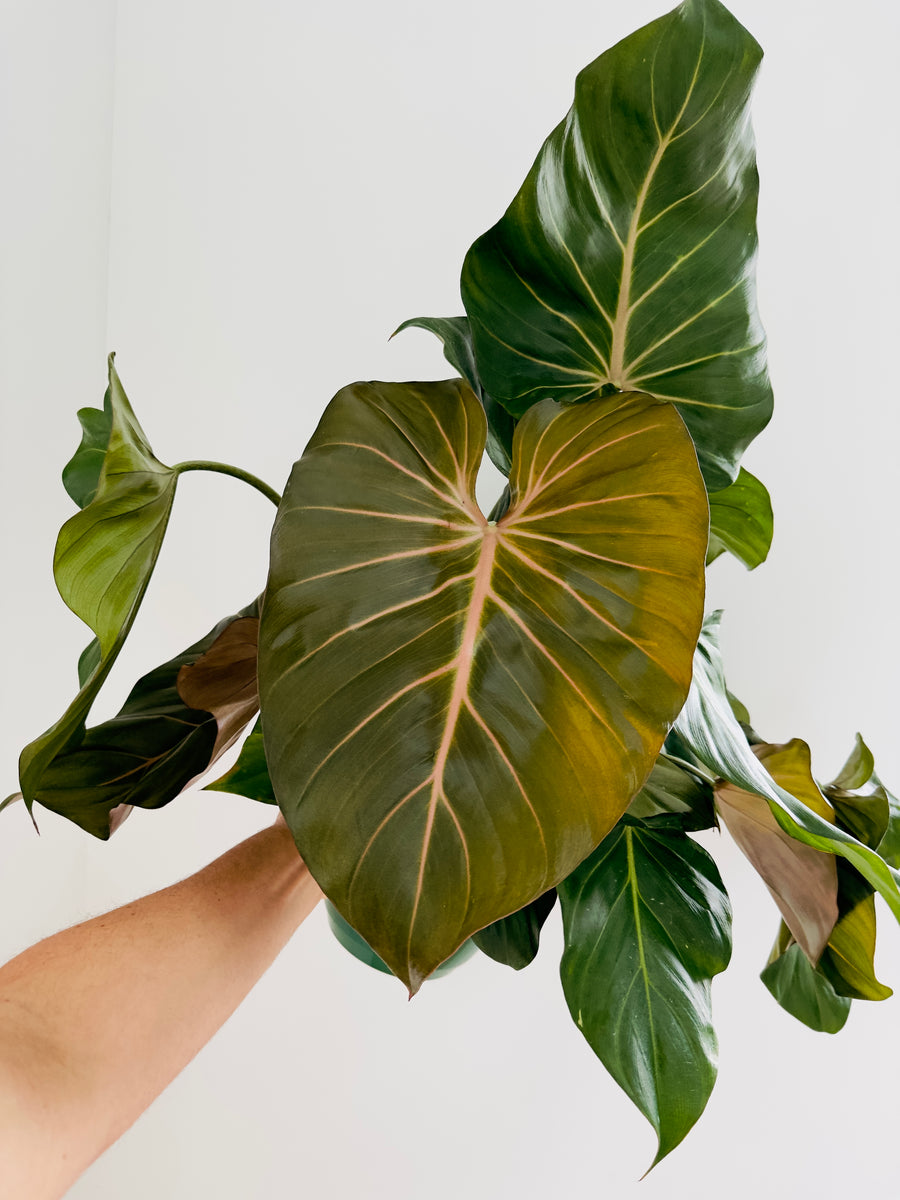 Philodendron Summer Glory - 8