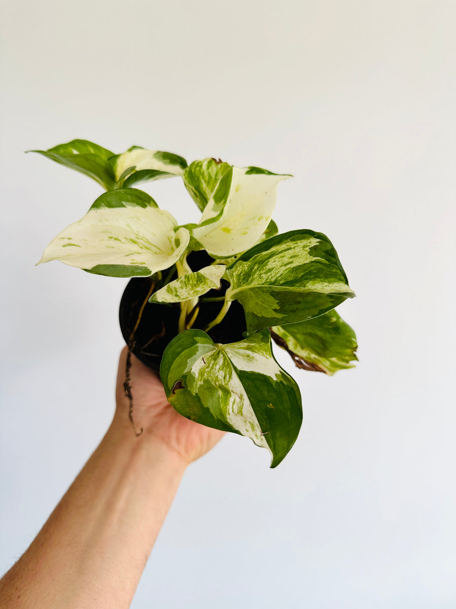 Pothos Manjula - 4” Pot