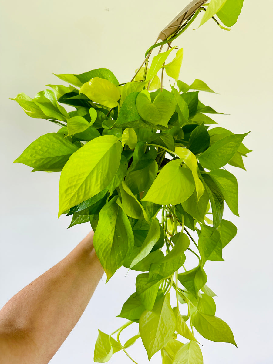 Neon Pothos - Epipremnum Aureum 'Neon' - 8