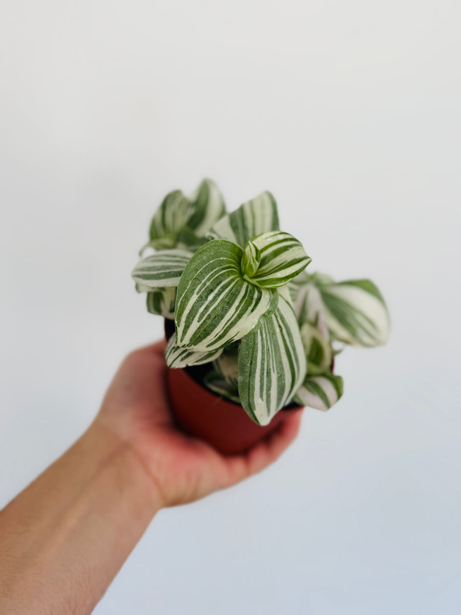 Purple Clone Wandering Dude - Rare Tradescantia - 4