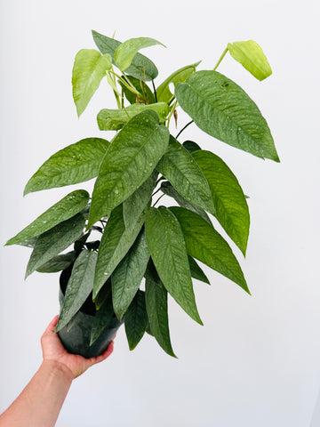 Cebu Blue Pothos - Epipremnum Pinnatum ‘Cebu Blue’ - 6
