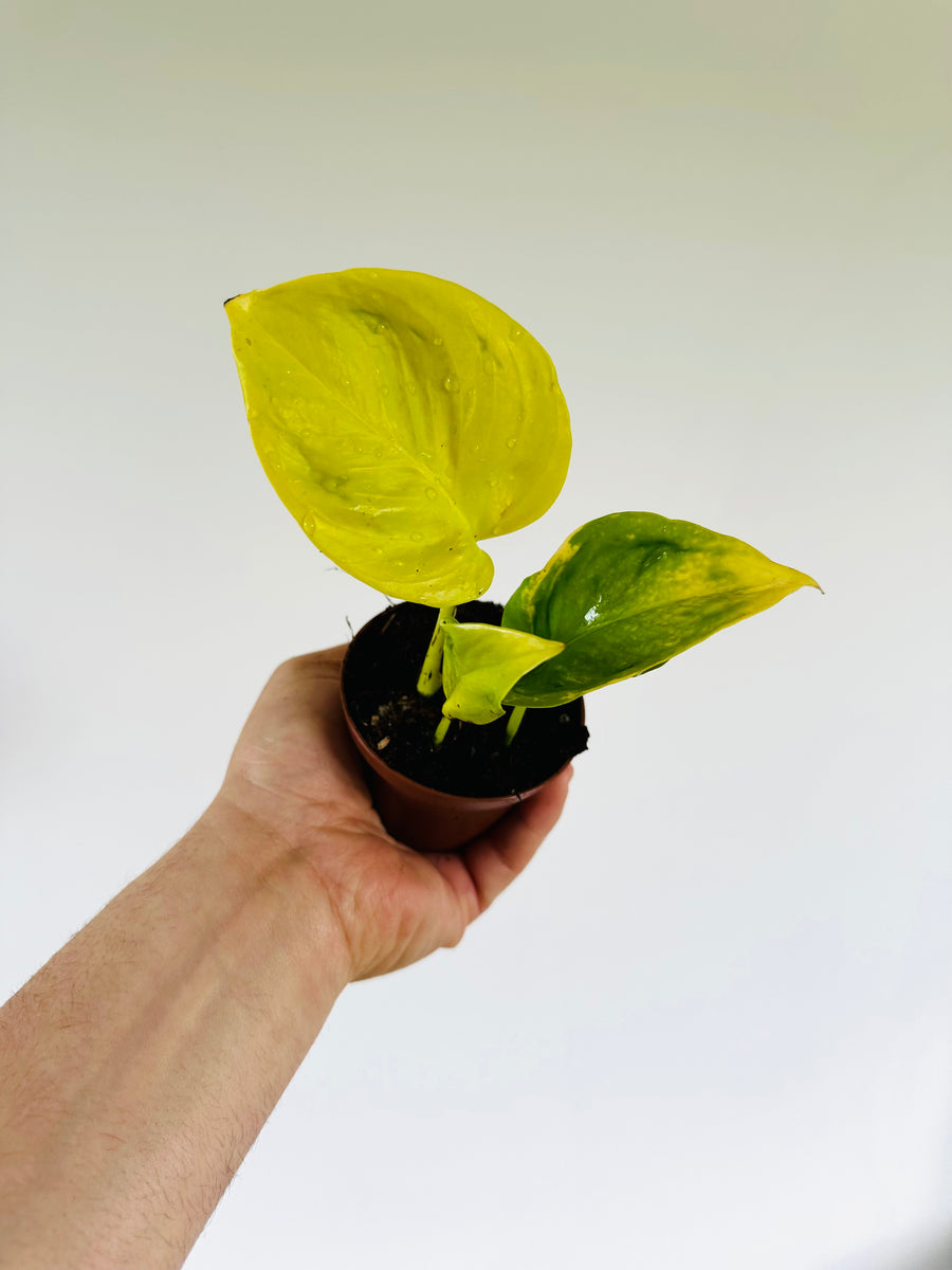 pothos champs elysees Pothos Champs-Elysees - Terunoworld Pothos - Japanese Pothos