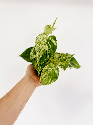 Philodendron Hederaceum ‘Variegated’ - 4” Pot