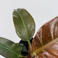 Philodendron Tatei