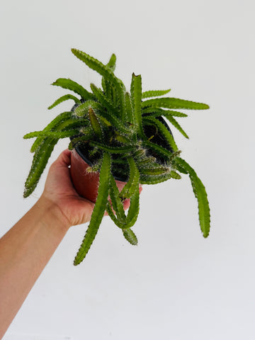 Dog's Tail Cactus - Aporocactus Flagelliformis  - 6” Pot