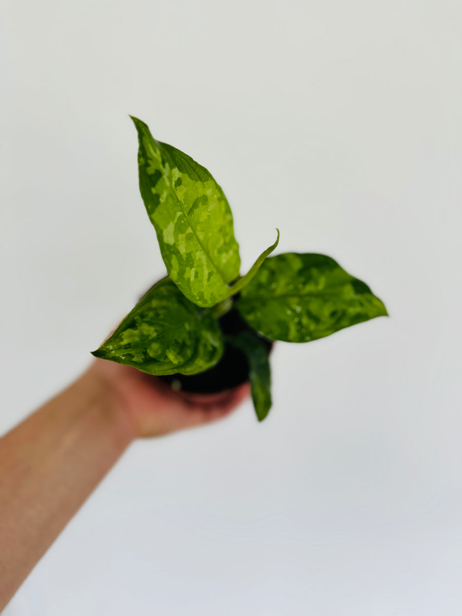 Aglaonema Pictum Tricolor - 4