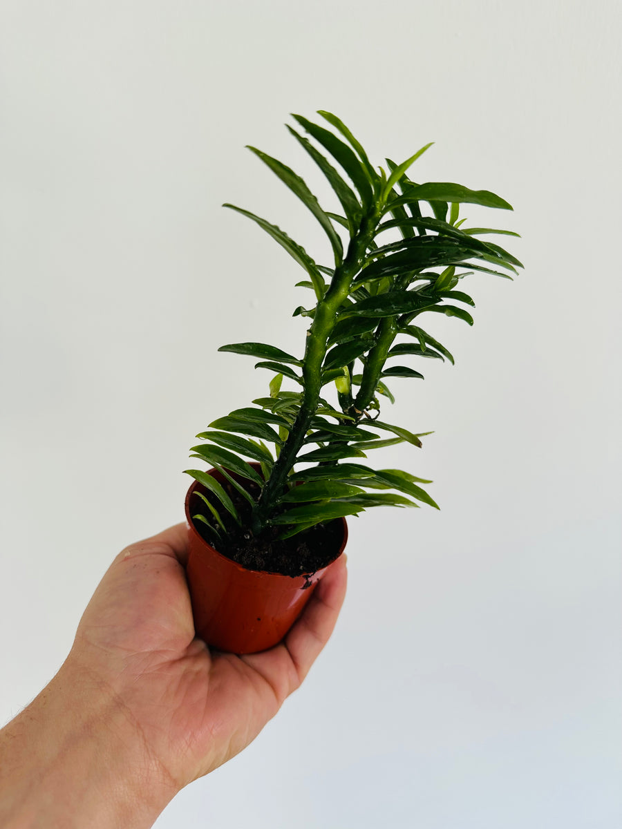 Euphorbia Pedilanthus 'Green' - Devil's Backbone - 3