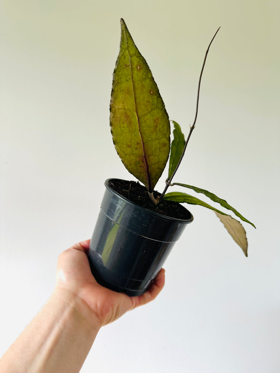 Hoya Cleminsiorum Dark Leaf - 4” Pot