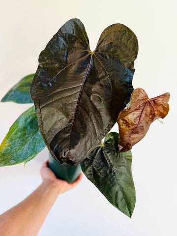Anthurium Queen of Hearts - Very Large -  6