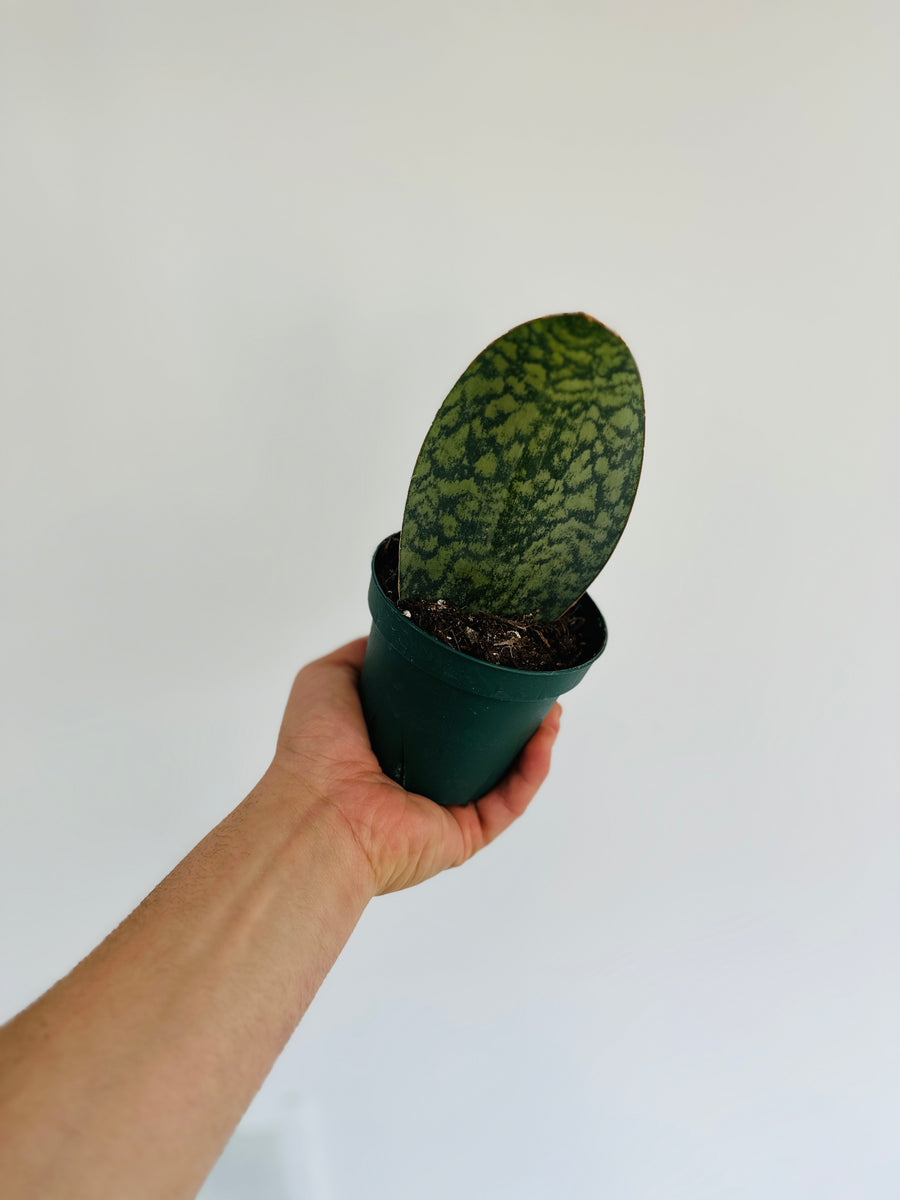 Sansevieria Whale Fin - 4