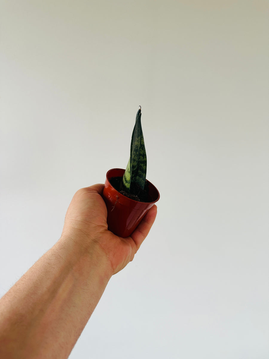 Sansevieria Sharkfin - 3