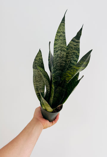 Sansevieria Coral - 4