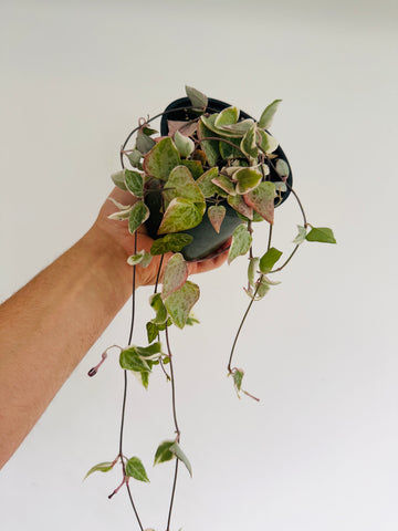 Variegated String of Arrows - Ceropegia Woodii 'Variegated' - Vining - 4” Hanging Basket