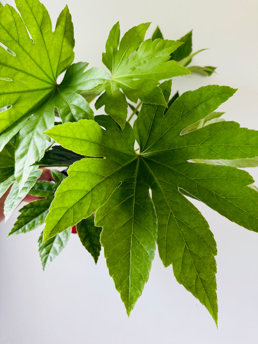 Fatsia Japonica Variegata - Low Variegation - 6