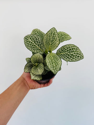 Fittonia Purple Anne - 4