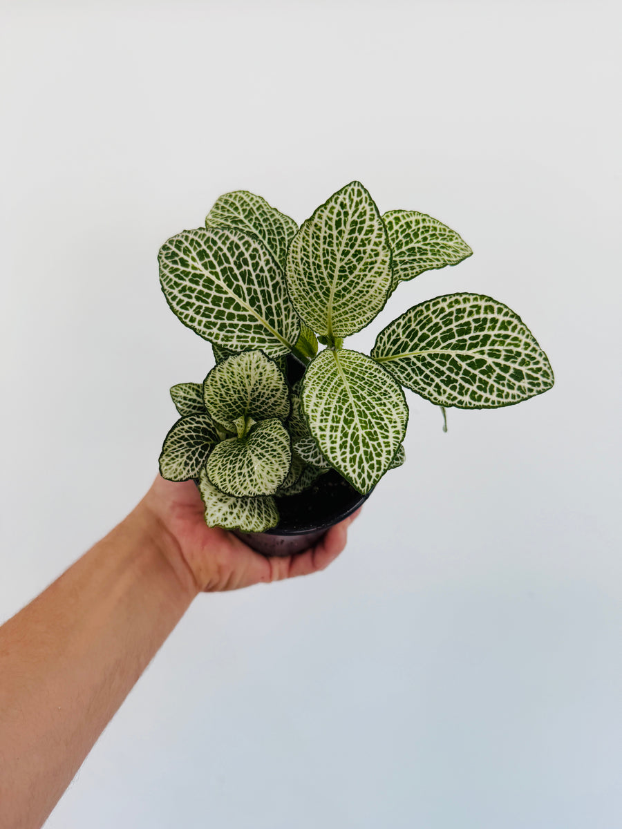 Fittonia Purple Anne - 4