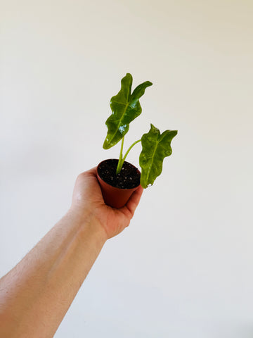 Alocasia Upright Jungle King - 2