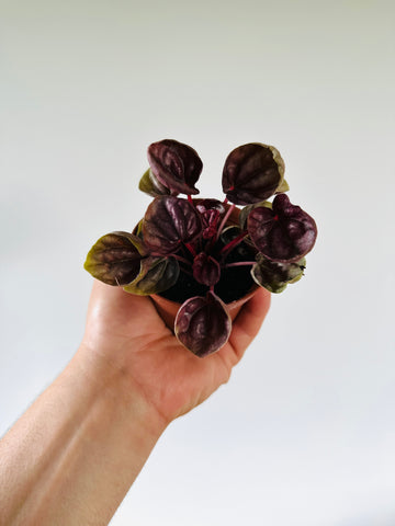 Peperomia Shumi Red - 3