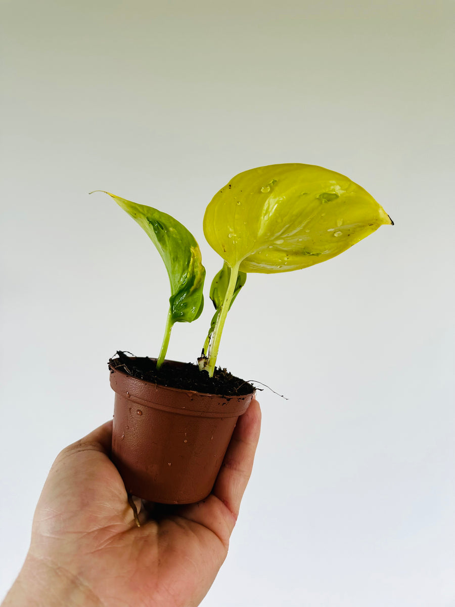 Pothos Champs-Elysees - Terunoworld Pothos - Japanese Pothos - 3” Pot - LIMIT: One Per Customer