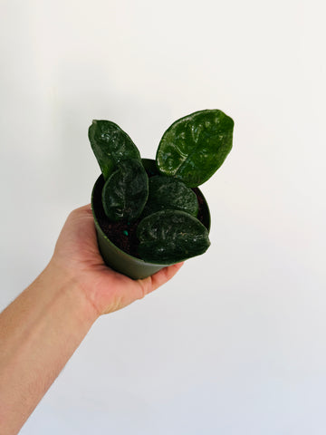 Hoya Giant Krinkle - 4