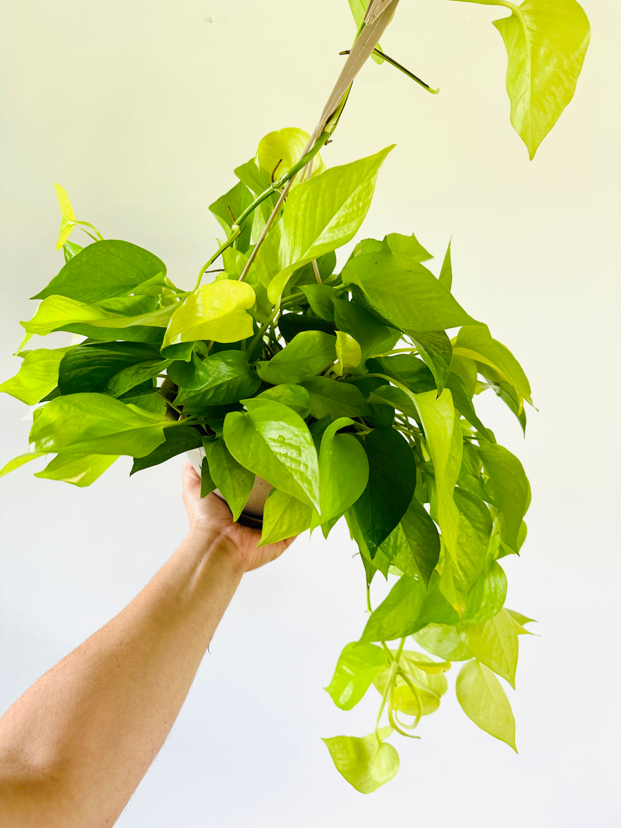 Neon Pothos - Epipremnum Aureum 'Neon' - 8