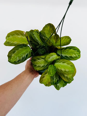 Maranta Leuconeura 'Silver Band'- Silver Band Prayer Plant - 6” Hanging Basket