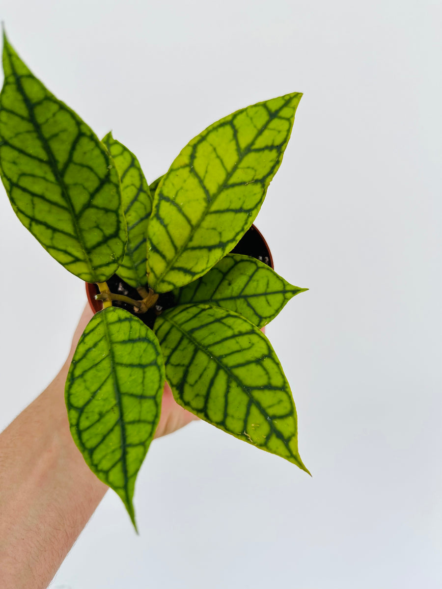 Hoya Kalimantan UT-158 - 4” Pot