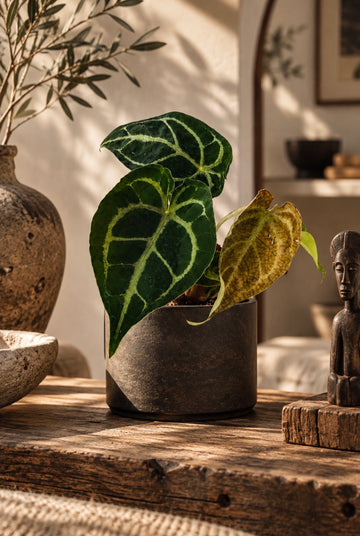 Products – Brumley & Bloom