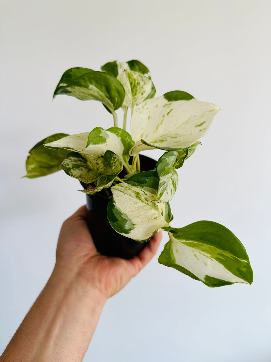 Pothos Manjula - 4” Pot