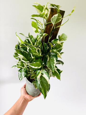 Pothos Glacier on Totem - Epipremnum Aureum 'Glacier' - 6