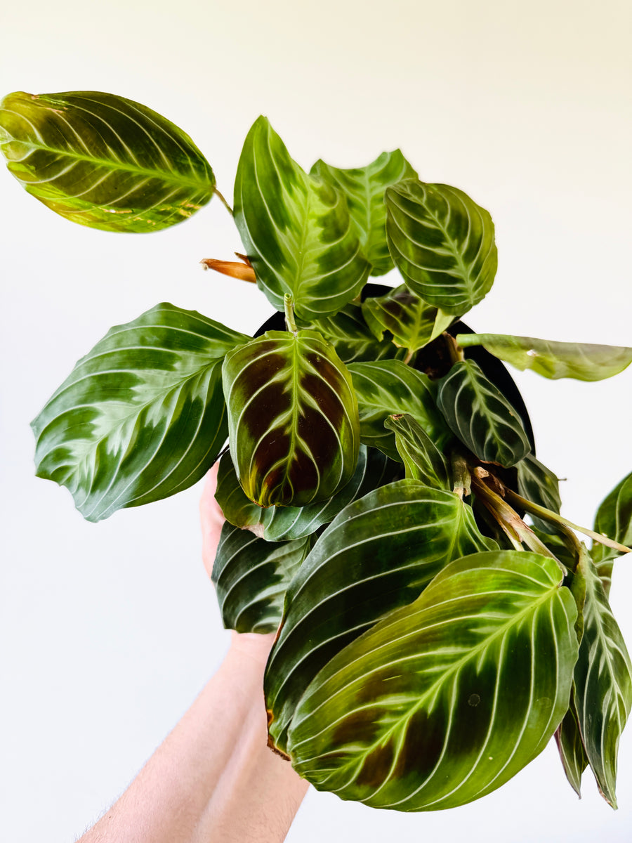 Black Maranta - Maranta Leuconeura ‘Massangeana’ - 5” Pot