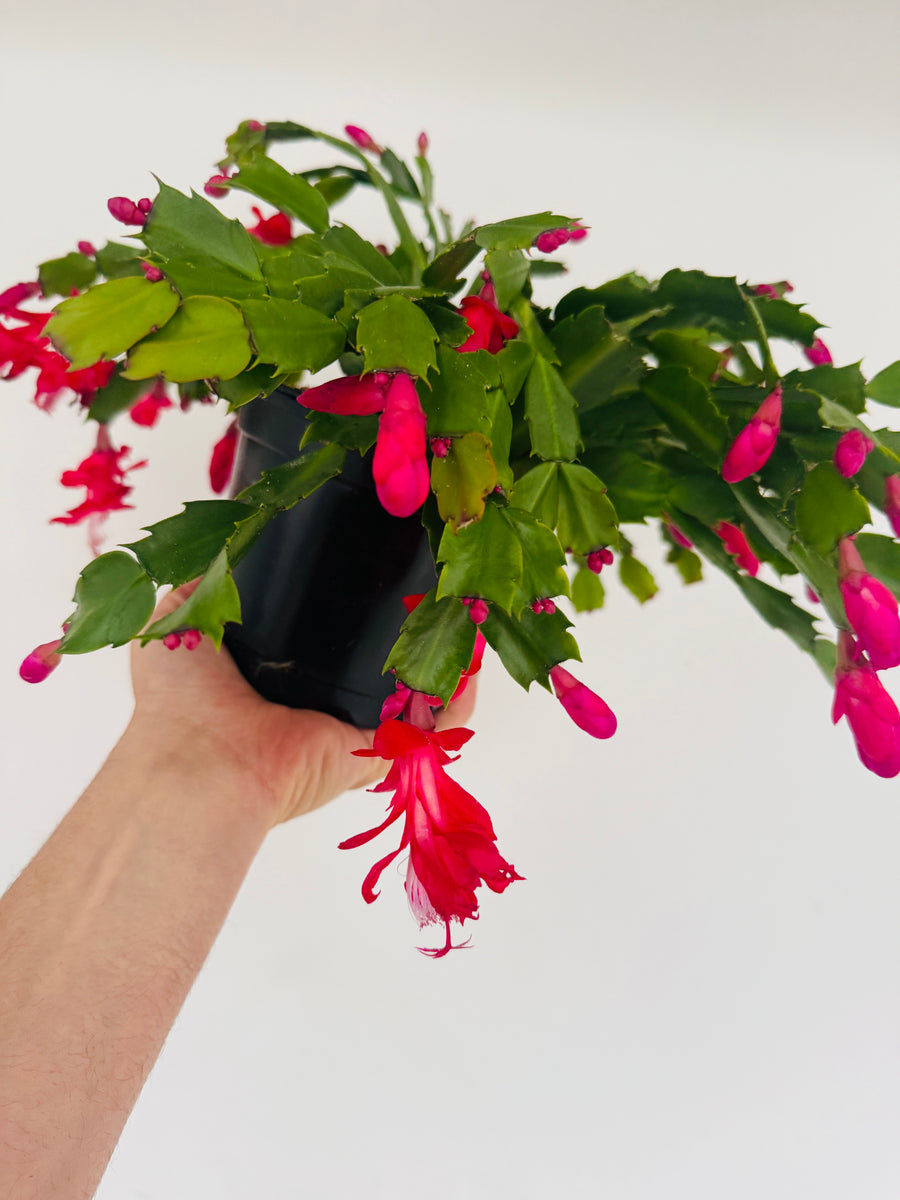 Alpine Red Christmas Cactus -Schlumbergera Zygocactus - 6