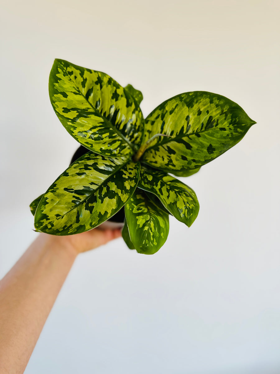 Homalomena Camoflauge - Rare Aroid - 5
