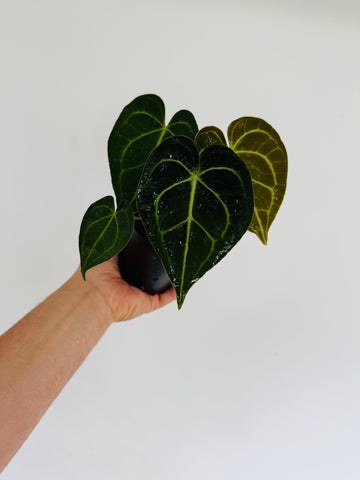 Anthurium Clarinervium - 4” Pot