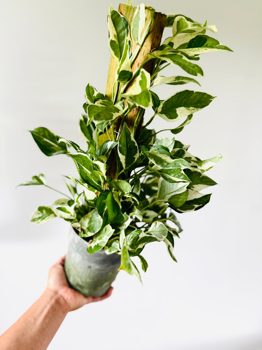Pothos Glacier on Totem - Epipremnum Aureum 'Glacier' - 6