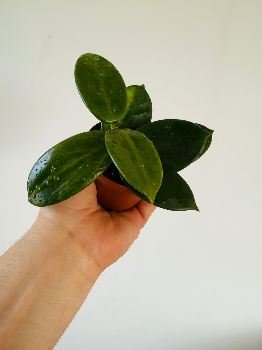 Hoya Vangviengiensis - 3