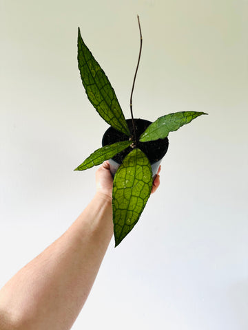 Hoya Cleminsiorum Dark Leaf - 4” Pot