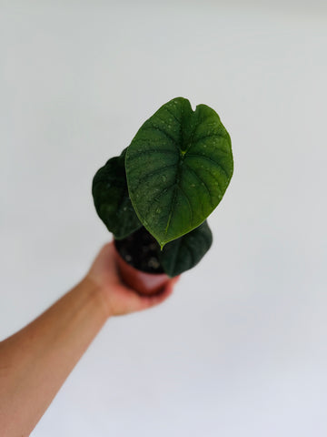 Alocasia Melo- Jewel Alocasia - 4” Pot
