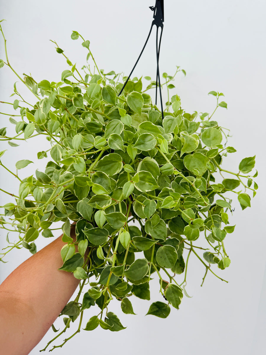 Peperomia Cupid 'Variegated' - 8” Hanging Basket
