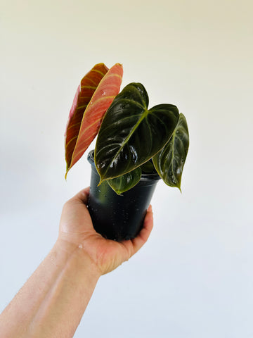Philodendron Rubrijuvenile El Choco Red - Rare Aroid - 4