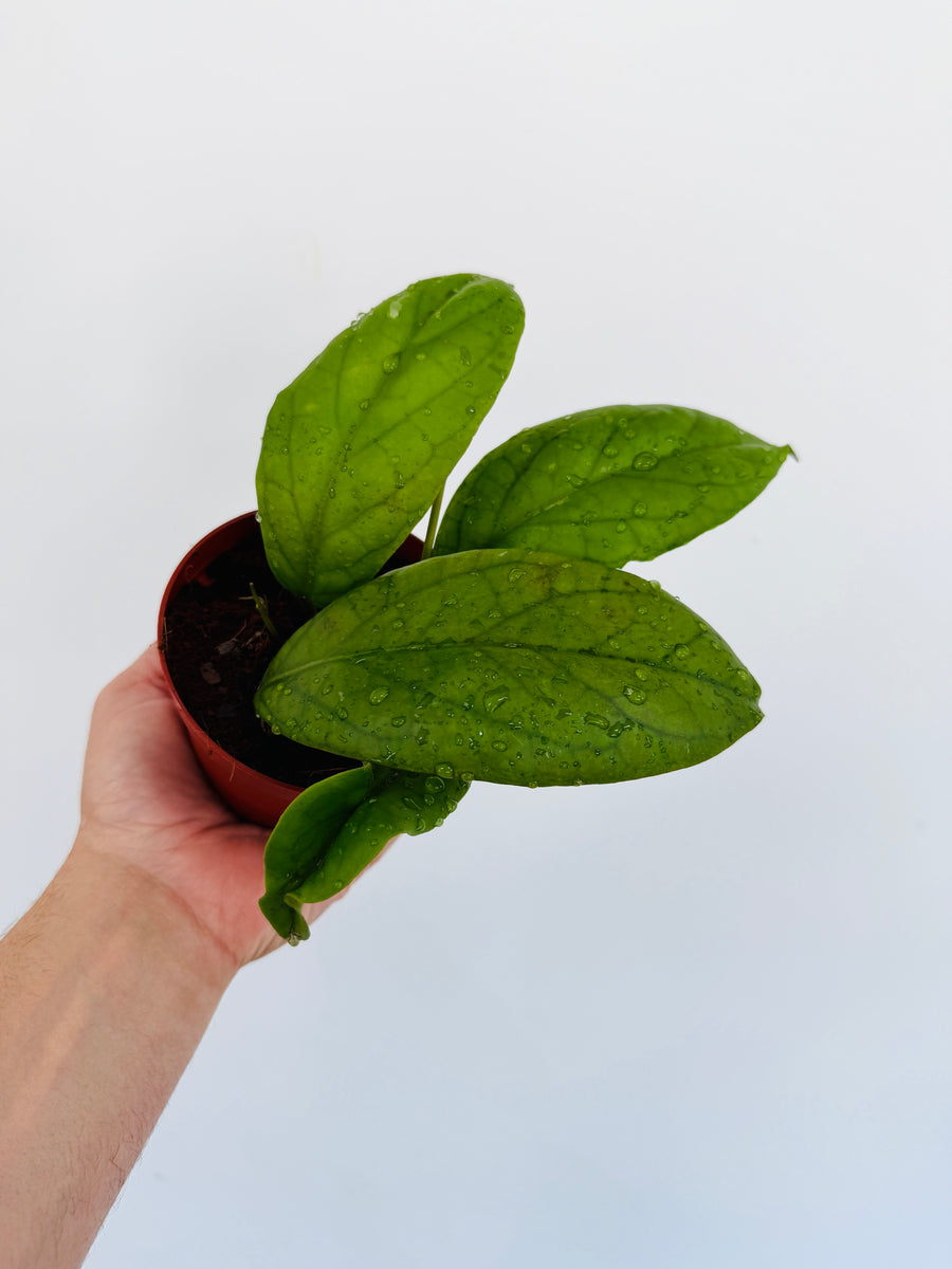 Hoya sp. IML 1346 - 4” Pot