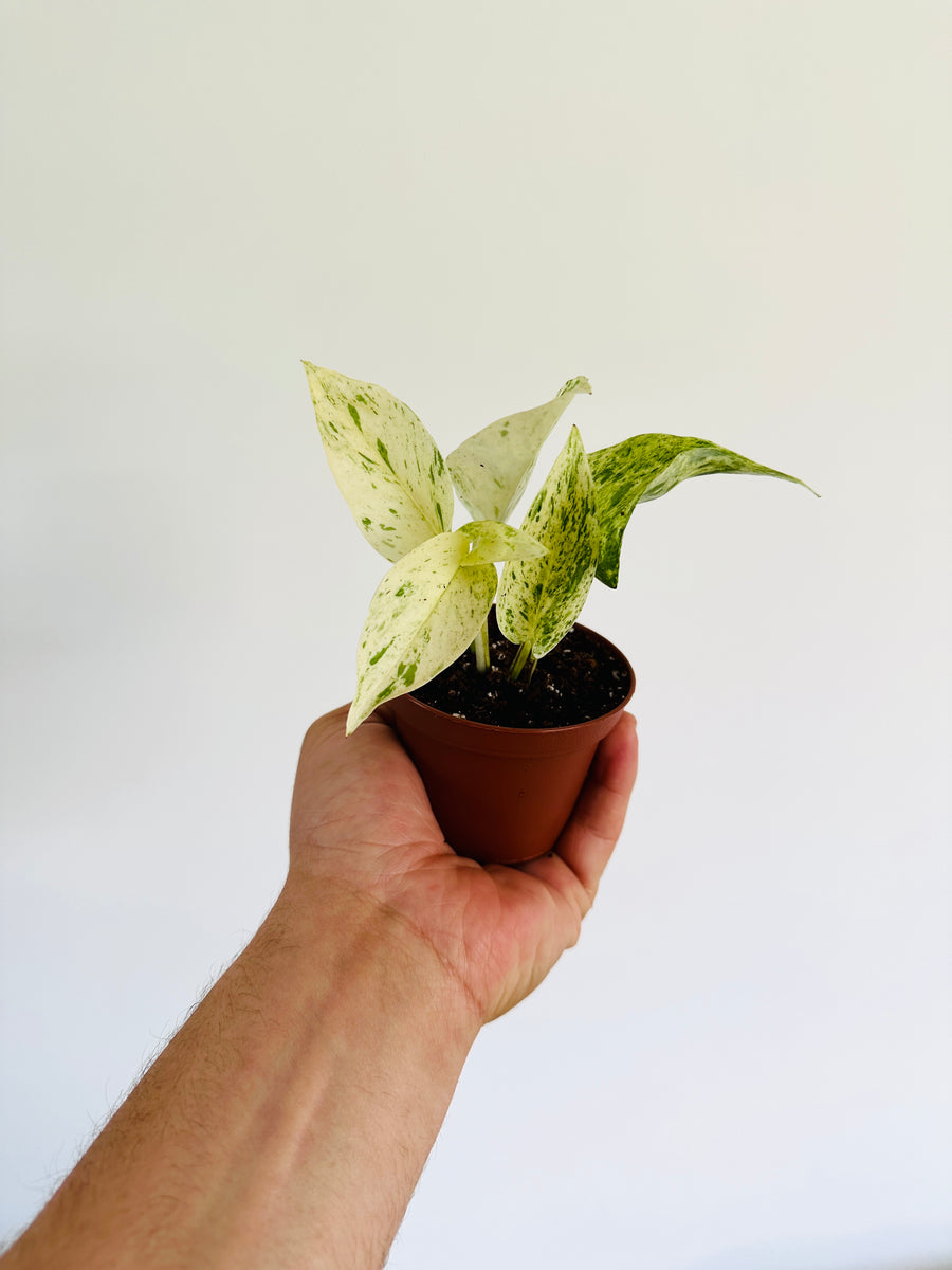 Pothos Fanfare - Terunoworld Pothos - 3” Pot - LIMIT: One Per Customer