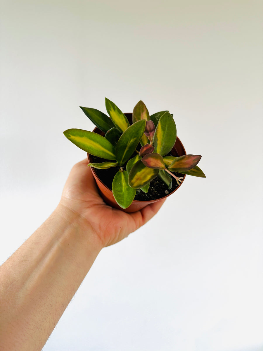 Hoya Burtoniae Tricolor - High Variegation - Honey Hoya - 4