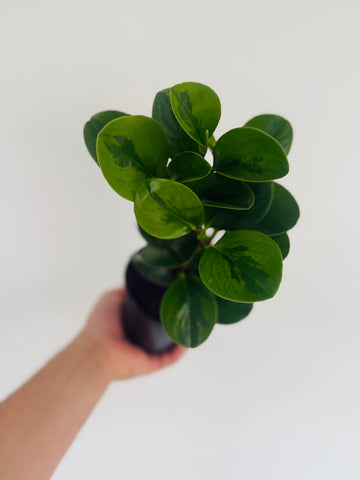 Peperomia Lemon Lime - 4
