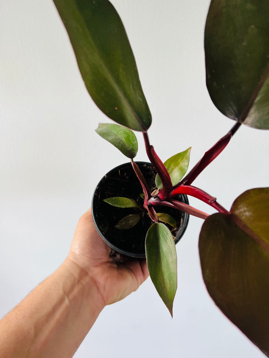 Philodendron Royal Queen - Rare Aroid - 4