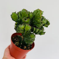 dragon bones succulent Euphorbia Cristata 'Dragon Bones' - Green Coral Cactus