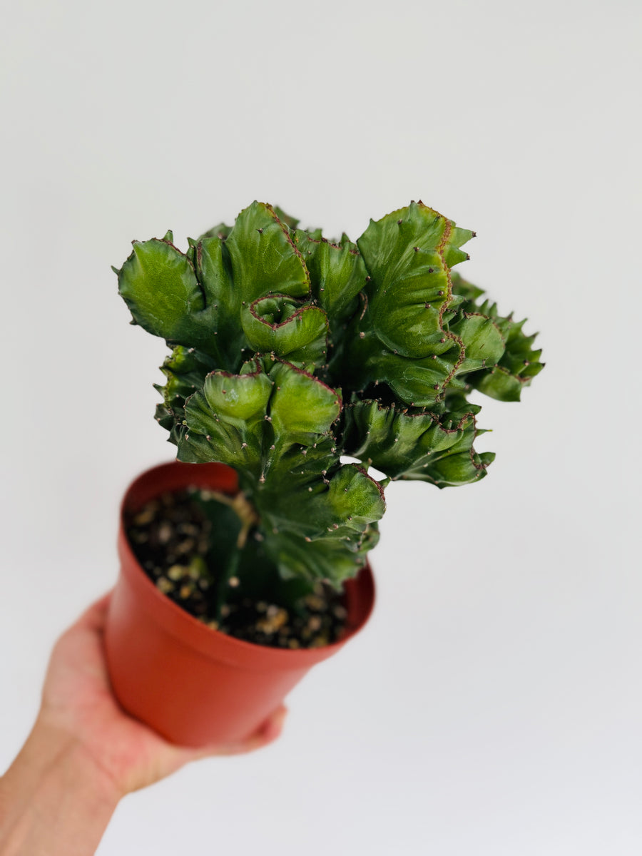 Euphorbia Cristata 'Dragon Bones' - Green Coral Cactus - 6